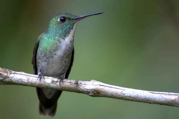 Colibríes en peligro de extinción - Colibrí de manglar (Chrysuronia boucardi)