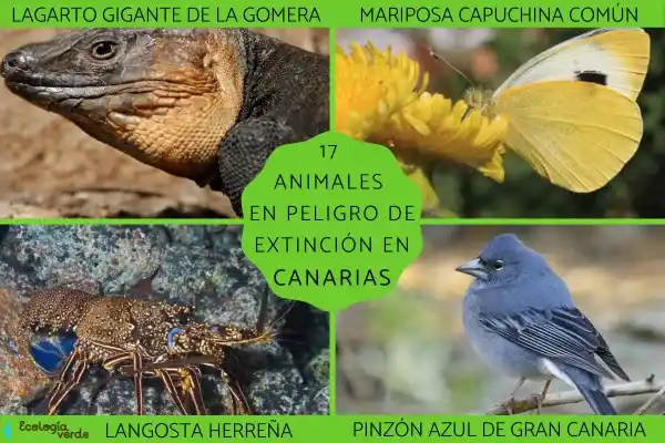 Endangered Animals of the Canary Islands: 17 Native Species Facing Survival Crisis