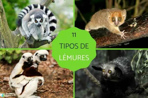 What kinds of lemurs are there? A guide to 11 species of lemurs in Madagascar and their characteristics (including extinct species).