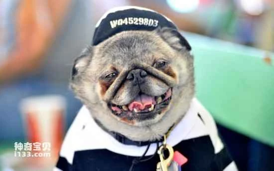 World's Ugliest Dog Contest