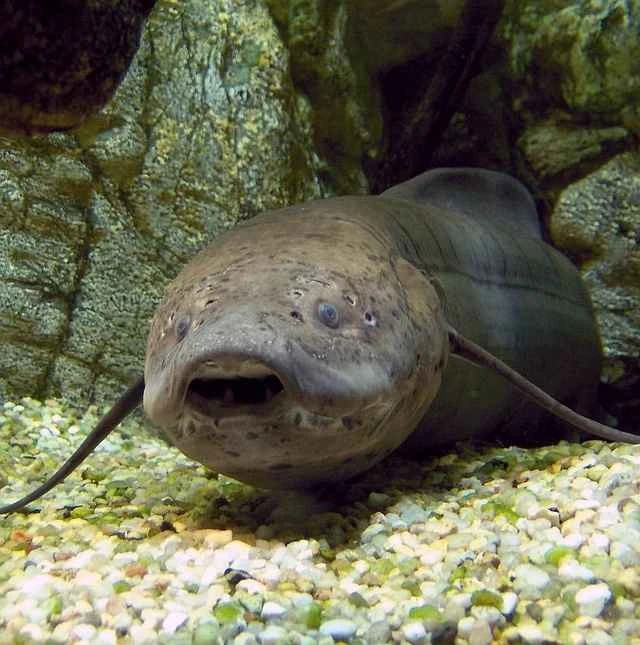 West African lungfish (Protopterus annectens) 西非肺鱼 (Protopterus annectens)