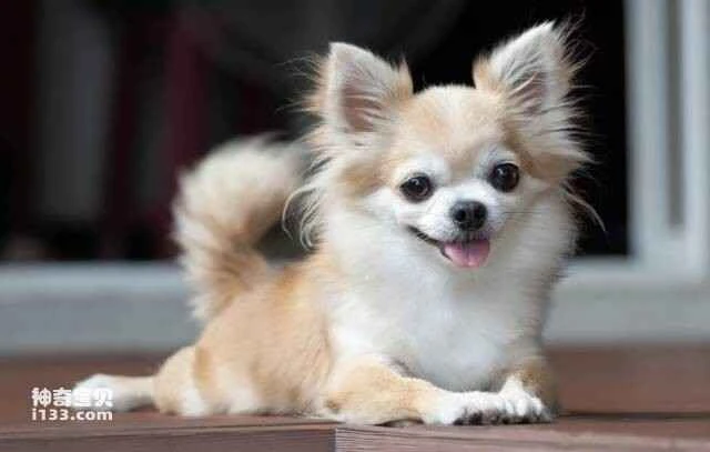 Top 10 cutest small dog breeds in the world, their petite and adorable appearance will melt your heart.