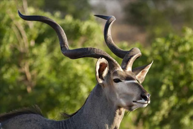 Top 10 Most Beautiful Antelopes in the World
