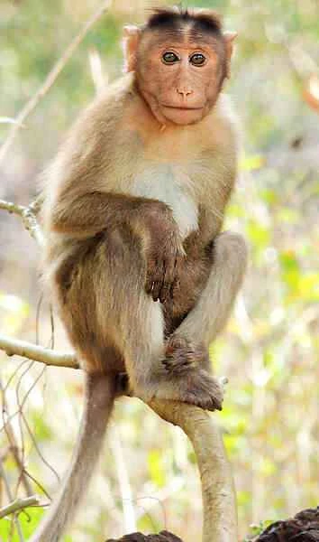 Detailed information and habits of monkeys