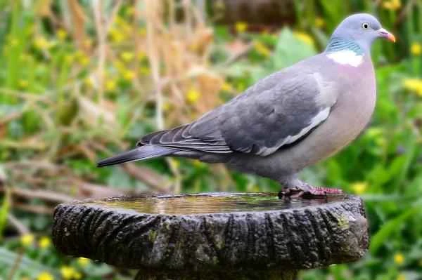 Tipos de palomas - Paloma torcaz