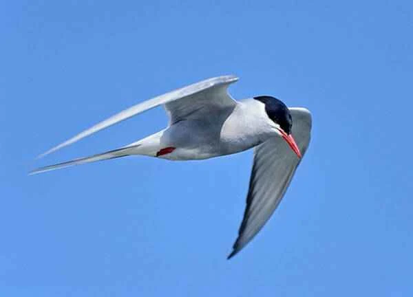 The bird that flies the farthest on Earth