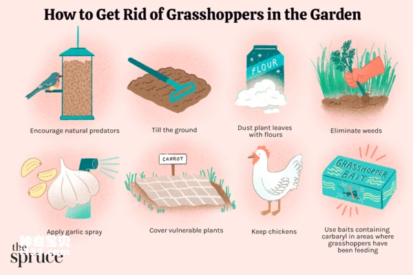 Are locusts beneficial or harmful insects? How can locusts be eliminated?