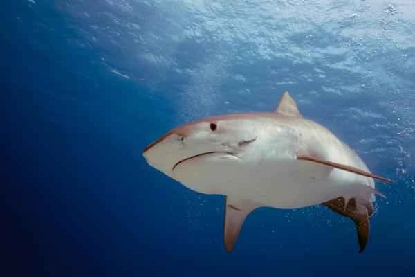 Carnivorous fish: What are they and examples - Tiger shark (Galeocerdo cuvier)