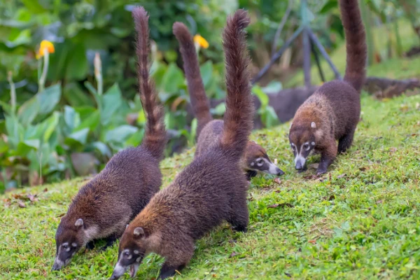 The ten representative animals of South America