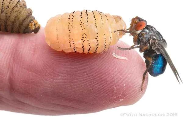 The Invisible Invaders: The Shocking Truth About the Bugs That Burrow Under Your Skin