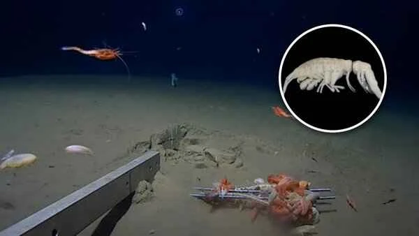 A new type of deep-sea predatory crustacean: Dulcibella camanchaca from the Atacama Trench.