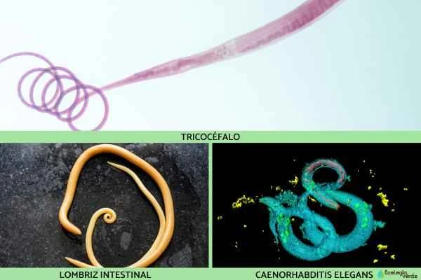 Tipos de gusanos - Los nematodos