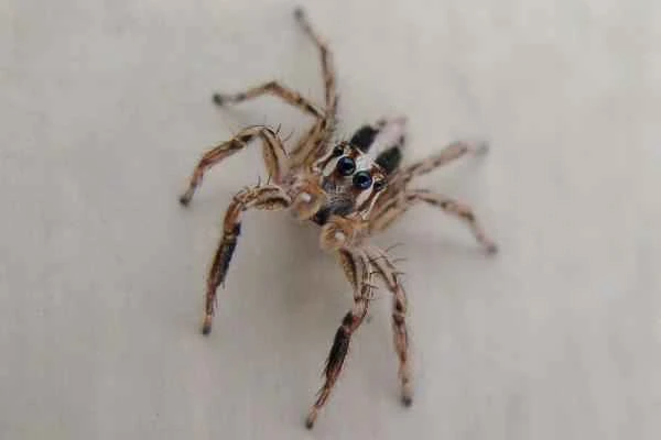 Animales que saltan alto - Araña saltarina (familia Salticidae)