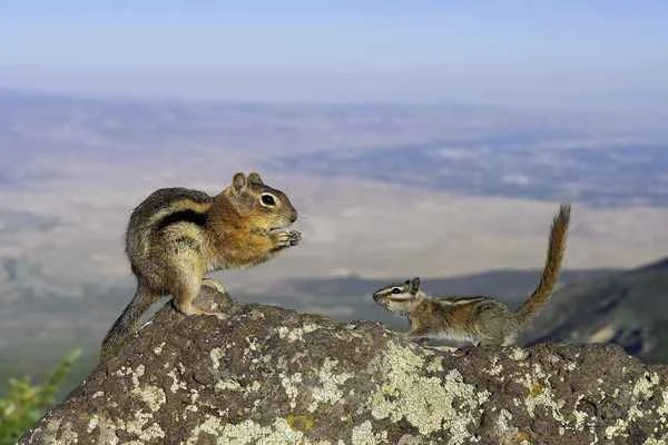 Difference between chipmunks and ground squirrels