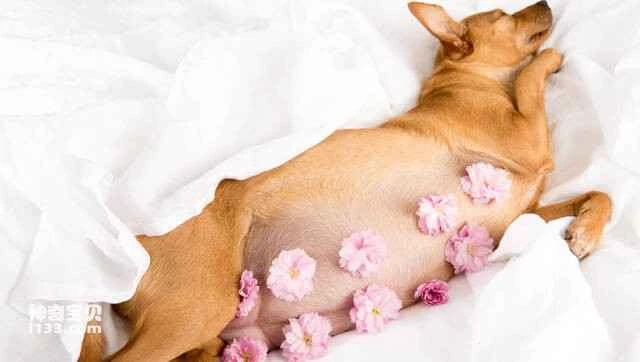 The simplest way to tell if a dog is pregnant