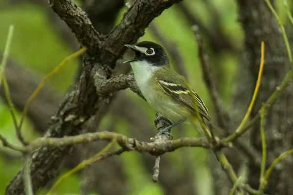 Animals en peligro de extinción en Guanajuato - Vireo de gorra negra (Vireo atricapilla)