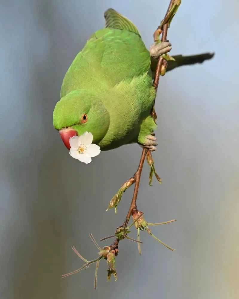 Birds have a really strange diet
