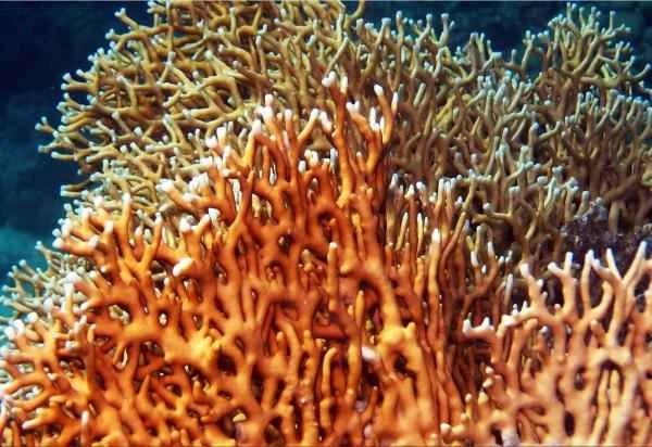 Coral de fuego: Qué es y picadura - Qué es el coral de fuego