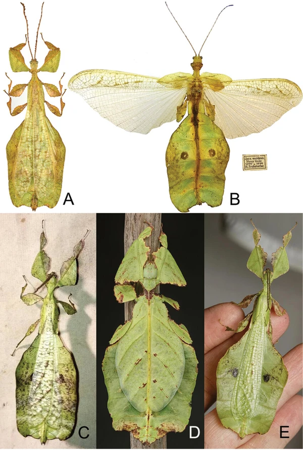 18 kinds of animals that disguise themselves as leaves