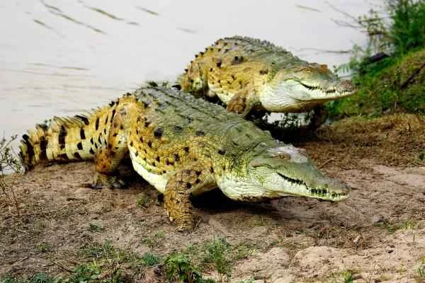 Reptiles de Colombia - Caimán llanero