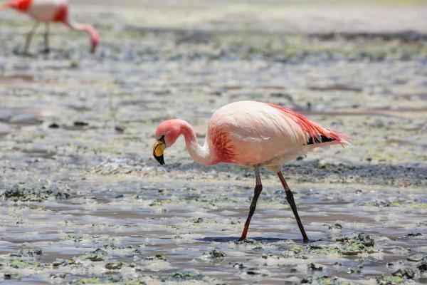 Tipos de flamencos - Parina chica o flamenco de James (Phoenicoparrus jamesi)