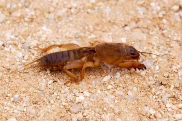 Tipos de grillos - Grillo topillo (Gryllotalpa grillotalpa)