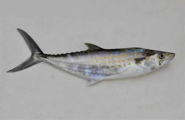 Pelagic Fishes: What They Are, Characteristics, and Examples - Pacific Mountains