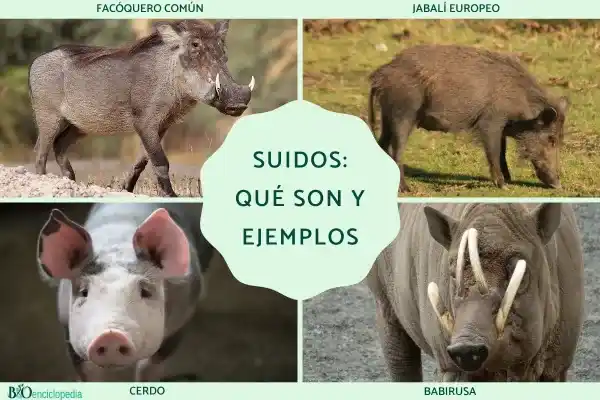 Suidae (pig family): What are they and typical representatives?