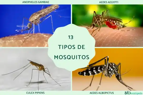 13 Common Mosquito Species: Identification Characteristics, Habitat, Transmission Risks, and Control Methods