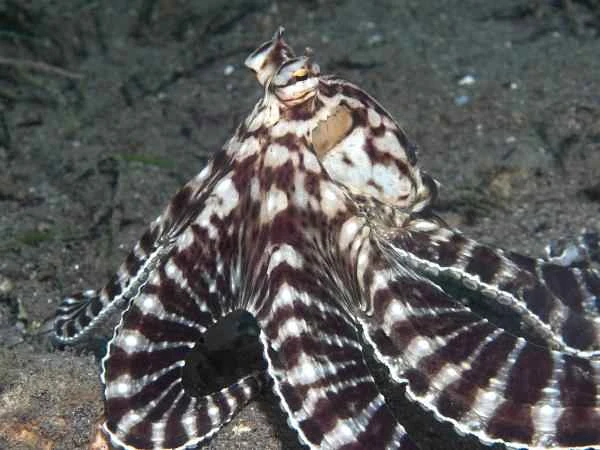 Tipos de pulpos - Pulpo mimético (Thaumoctopus mimicus)