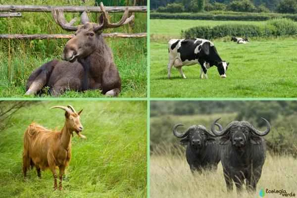 Animales rumiantes: Qué son y ejemplos - Ejemplos de animales rumiantes
