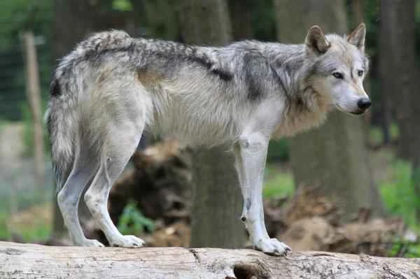 Tipos de lobos - Lobo gris (Canis lupus)