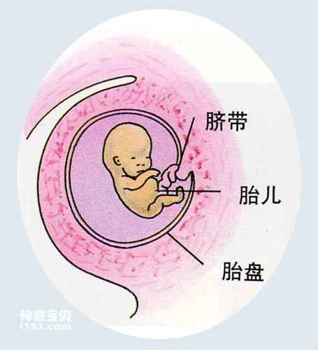 Evolution of eutherians