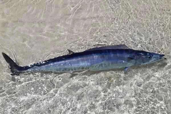 Pelagic Fishes: What They Are, Characteristics, and Examples - Barracuda