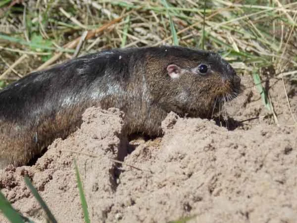 Animals in peligro de extinción in Uruguay - Tuco-tuco de Río Negro