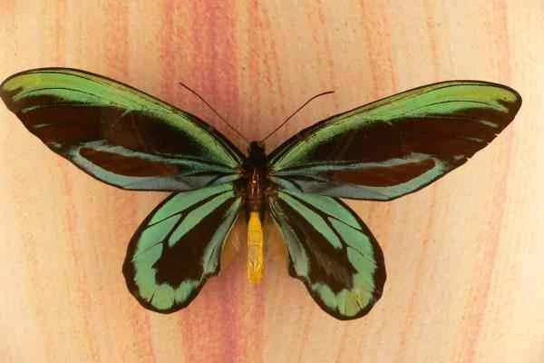 Butterfly species - Queen Alexandra (Ornithoptera alexandrae)