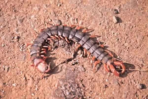 Chinese Animals - Chinese Red-headed Centipede