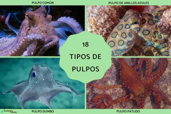 A Comprehensive Guide to Octopus Species: Analysis of 15 Common Octopus Species and Their Unique Characteristics