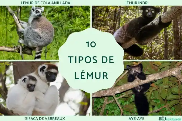 10 Lemur Species (A Comprehensive Guide to Madagascar Lemurs)