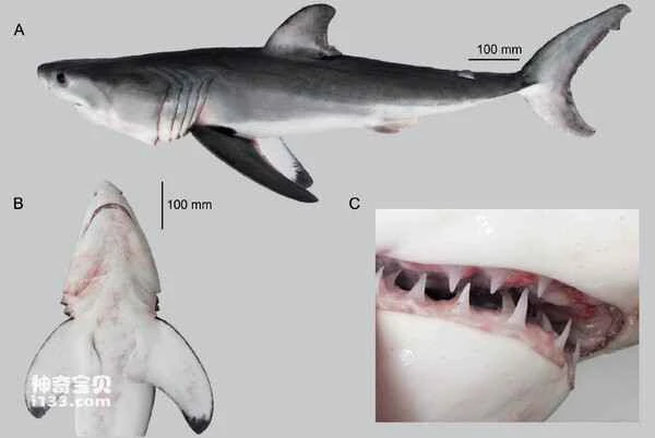 大白鲨 (Carcharodon carcharias)大白鲨 (Carcharodon carcharias)