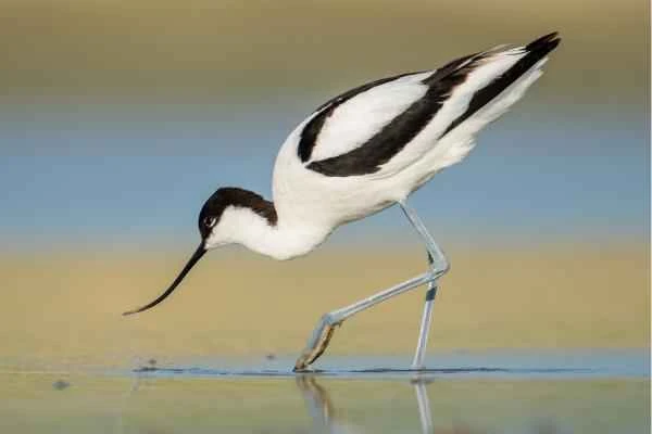 Aves limícolas: qué son y ejemplos - Avoceta (Recurvirostra avosetta)
