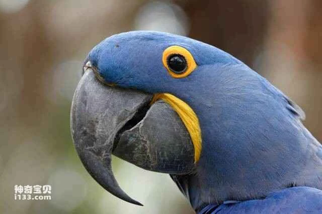 Top 10 Blue Birds in the World