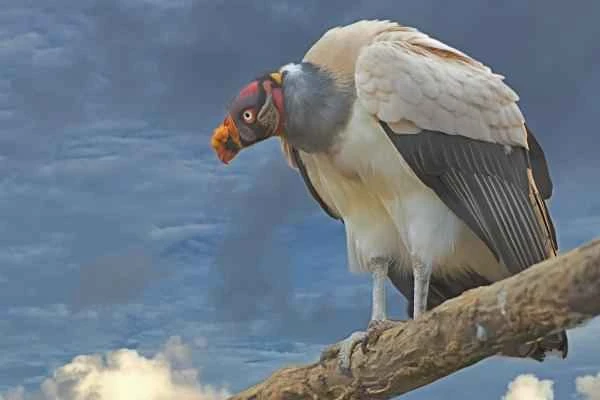 Animales de la sierra peruana - Cóndor real (Sarcoramphus papa)