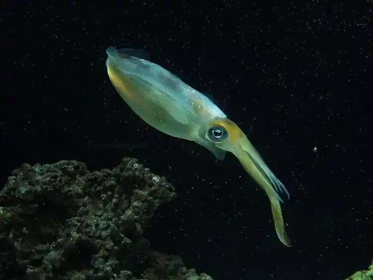 Survival Miracles of the Dark Abyss: 16 Deep-Sea Creatures Living in Sunless Waters