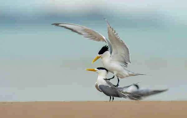 1661653575320656.jpg 42ccab7886714c0a84a28dc37c0ab48e_九雷图片转换器.jpg