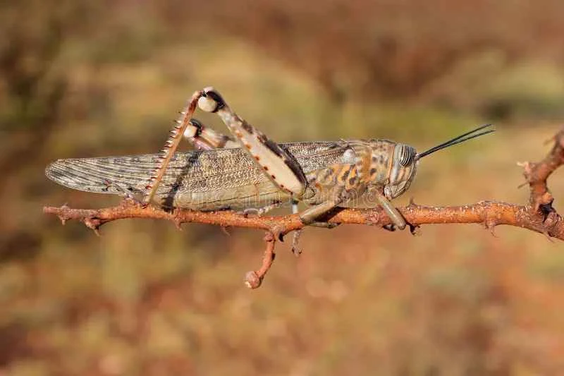 2025011316785901.jpg 116.jpg