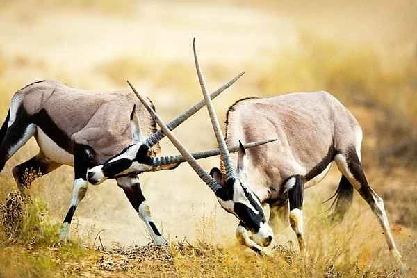 South African oryx: A comprehensive interpretation and in-depth analysis