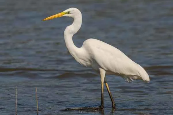 Wading birds: What are they and examples of them—Great egrets