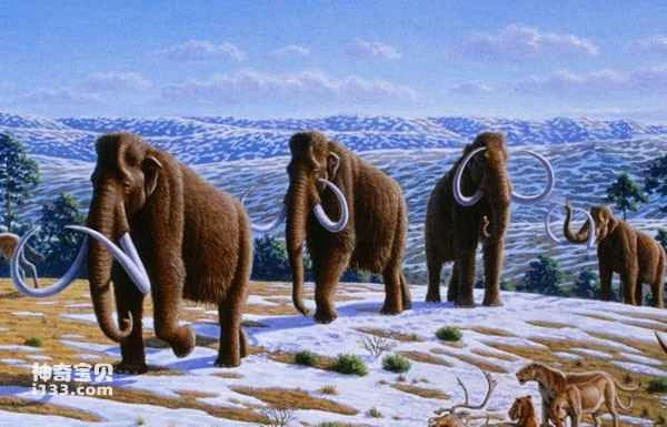The Evolution of the Asian Elephant: The Emergence of the Asian Elephant