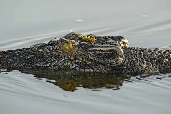 Cocodrilo marino: características and dónde vive